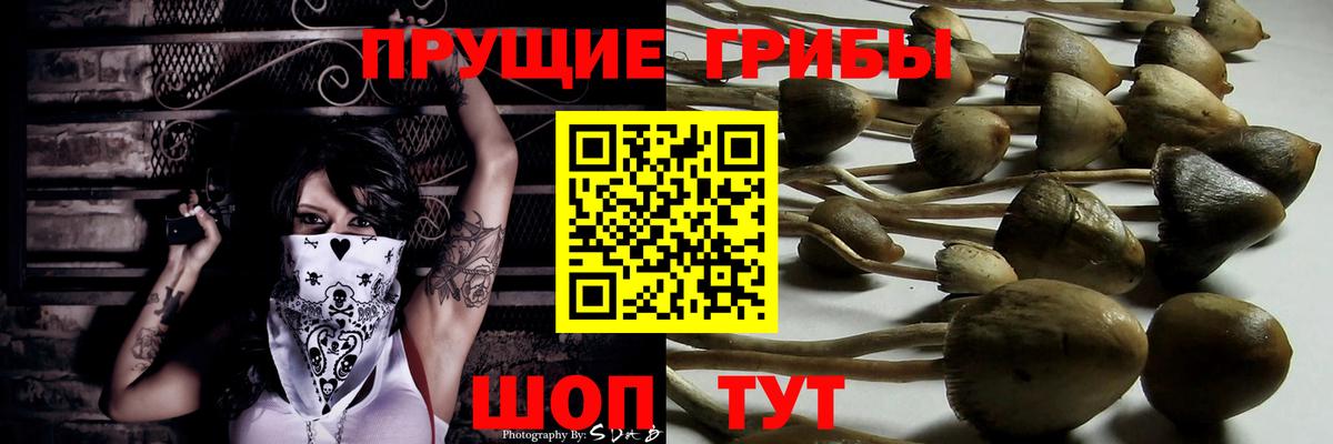Галлюциногенные грибы Psilocybine cubensis Кувандык